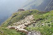 25 - gregge al Brunone